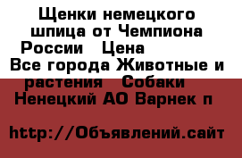 Щенки немецкого шпица от Чемпиона России › Цена ­ 50 000 - Все города Животные и растения » Собаки   . Ненецкий АО,Варнек п.